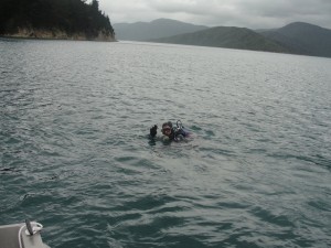 Potapljanje v Marlborough Sounds