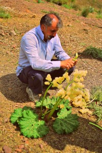 Šofer nam lupi rabarbaro